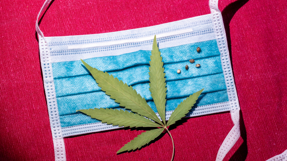 Cannabis Helps Prevent COVID-19 Infections