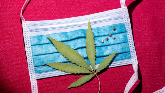 Cannabis Helps Prevent COVID-19 Infections