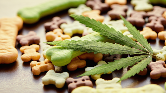 Cannabis and Your Pet