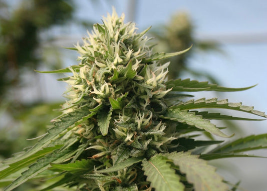 What are the differences between CBDA & CBG?