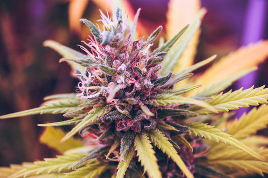 NoviceMedicalGrower’s Lockdown Strains for 2020