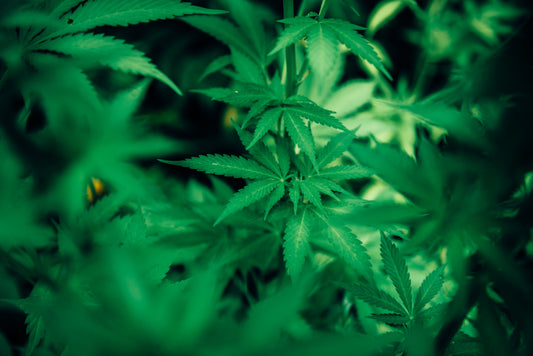 The Pot Leaf in History