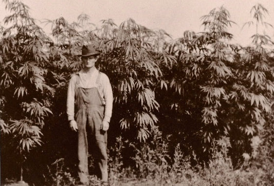 The Ancient History of Hemp
