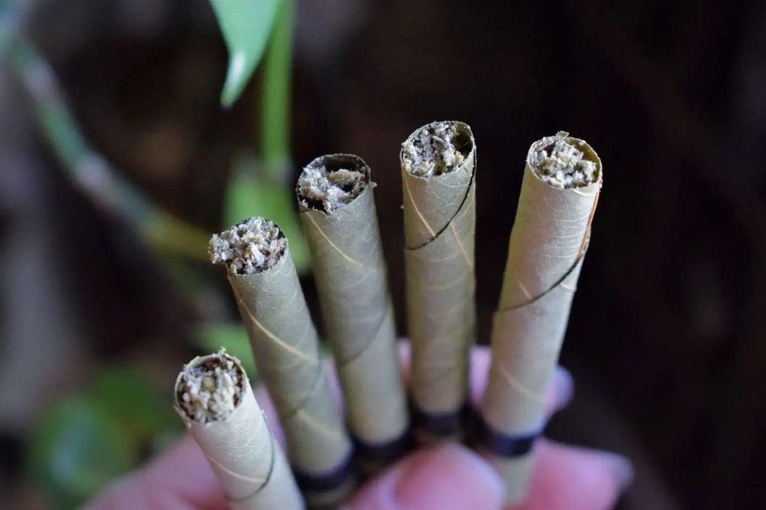 Why You Should Try King Palm