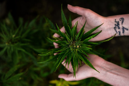 choosing the best cannabis strains for pain